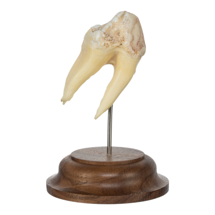 Real Hippopotamus Tooth on Stand