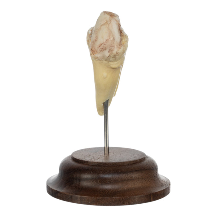 Real Hippopotamus Tooth on Stand