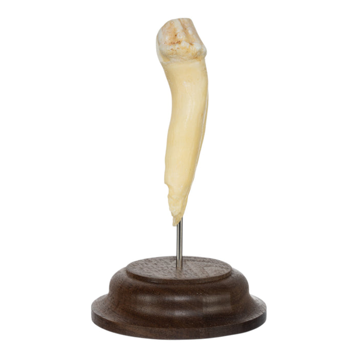 Real Hippopotamus Tooth on Stand