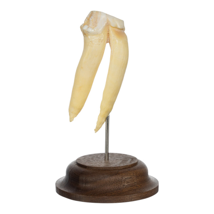 Real Hippopotamus Tooth on Stand