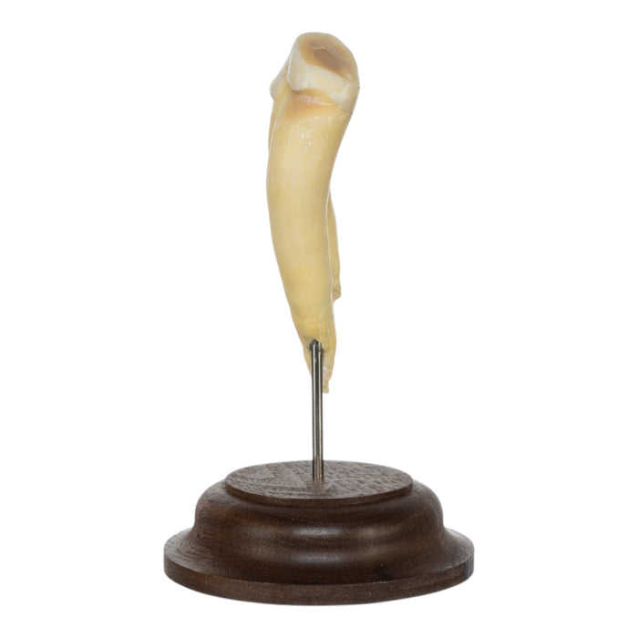 Real Hippopotamus Tooth on Stand