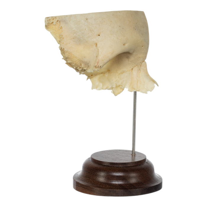 Real Human Partial Skull on Stand
