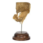 Real Human Partial Skull on Stand