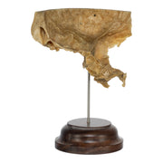 Real Human Partial Skull on Stand