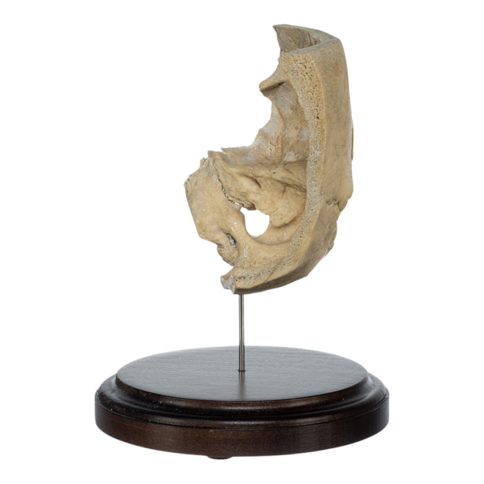 Real Human Partial Skull on Stand