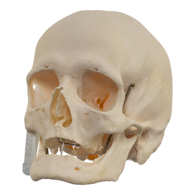 Real Research Quality Human Skull