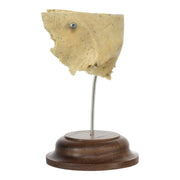 Real Human Partial Frontal Bone on Stand