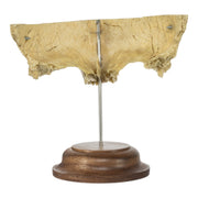 Real Human Partial Frontal Bone on Stand
