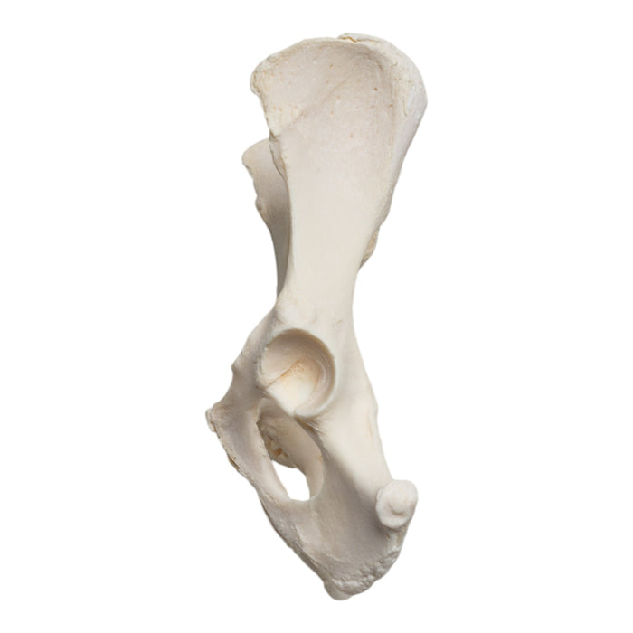 Real Domestic Dog Pelvis and Sacrum - Pathology
