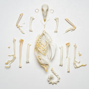 Real Pheasant Skeleton - Disarticulated