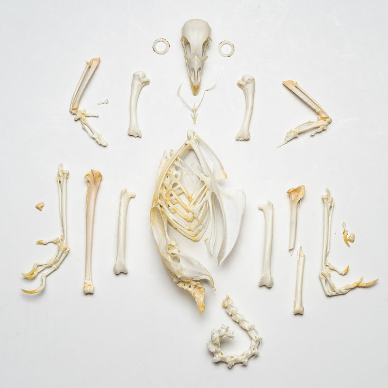 Real Pheasant Skeleton - Disarticulated
