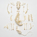 Real Ferret Skeleton - Disarticulated