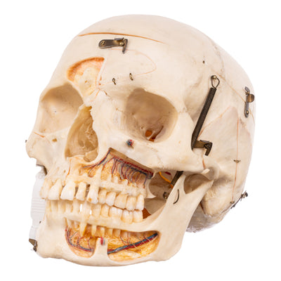 Real Human Skull - Dissected