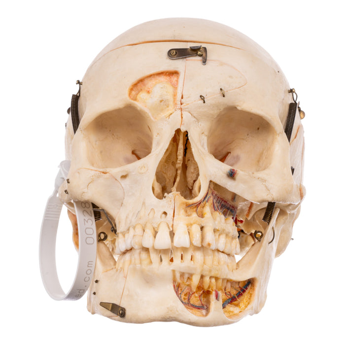 Real Human Skull - Dissected - With Stand