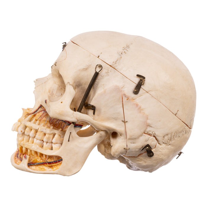 Real Human Skull - Dissected - With Stand