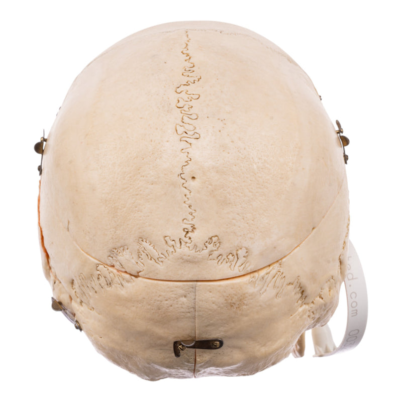 Real Human Skull - Dissected - With Stand