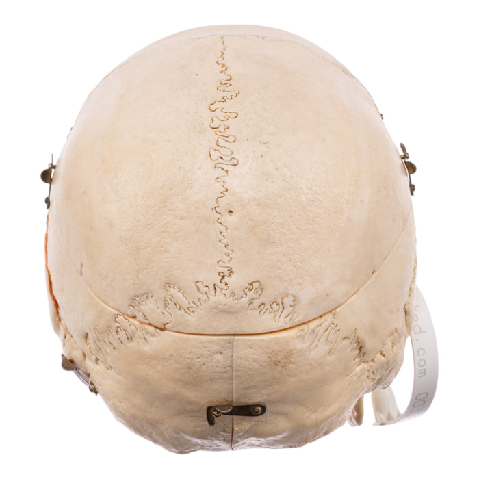 Real Human Skull - Dissected - With Stand