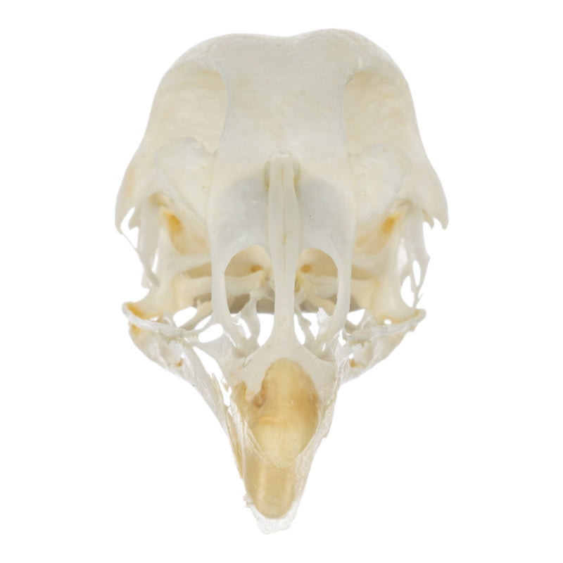 Real Pheasant Skeleton - Disarticulated