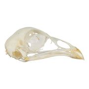 Real Pheasant Skeleton - Disarticulated