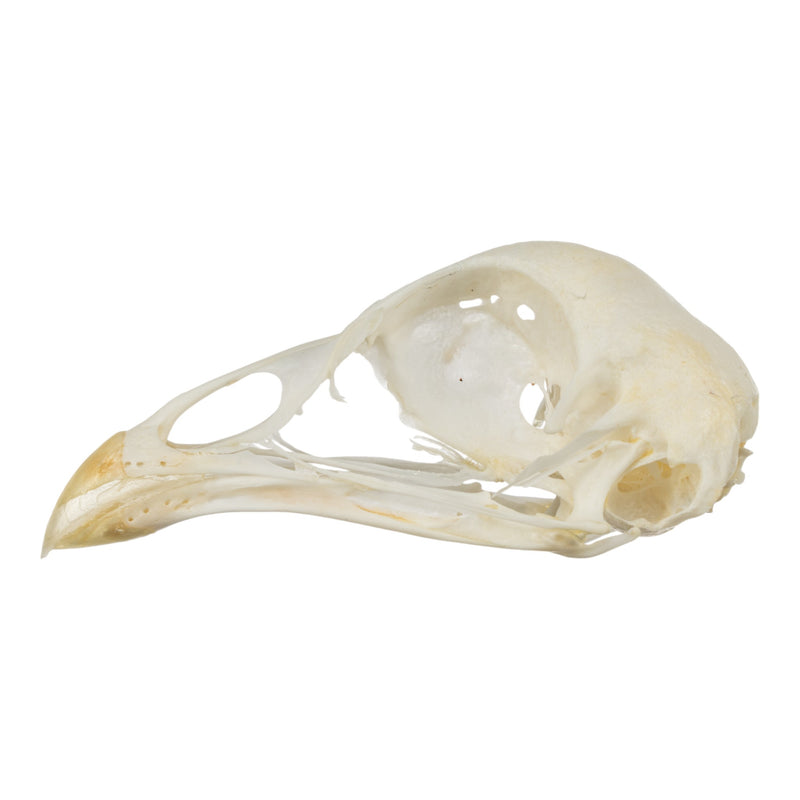 Real Pheasant Skeleton - Disarticulated