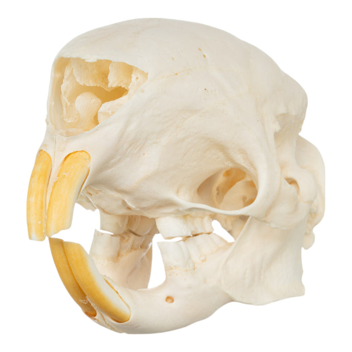 Real African Crested Porcupine Skeleton - Disarticulated