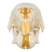 Real African Crested Porcupine Skeleton - Disarticulated