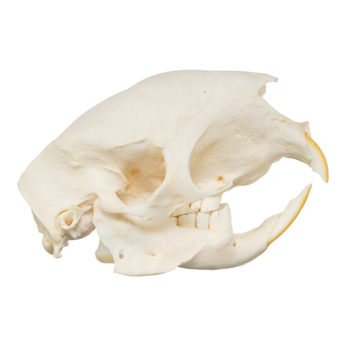 Real African Crested Porcupine Skeleton - Disarticulated