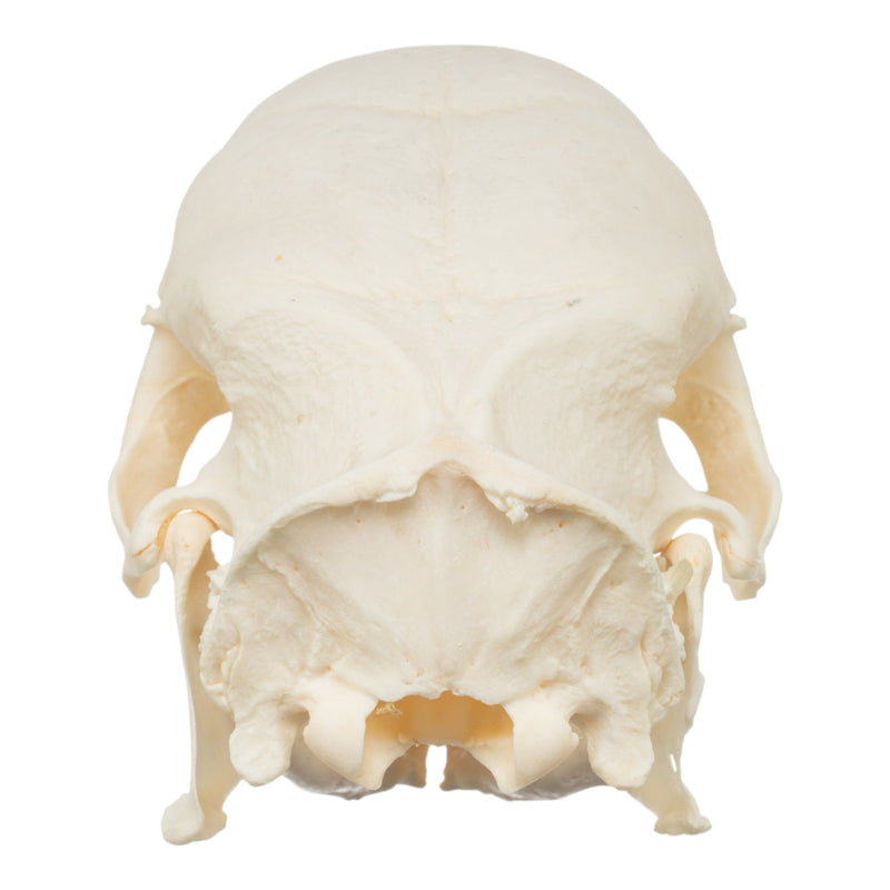 Real African Crested Porcupine Skeleton - Disarticulated