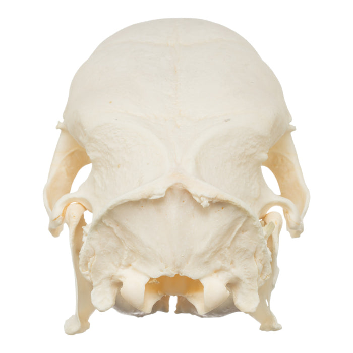 Real African Crested Porcupine Skeleton - Disarticulated