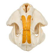 Real American Beaver Skull