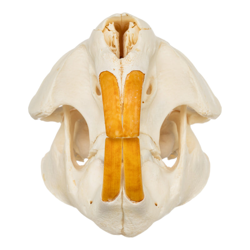Real American Beaver Skull
