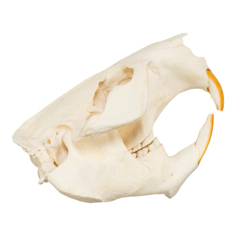 Real American Beaver Skull