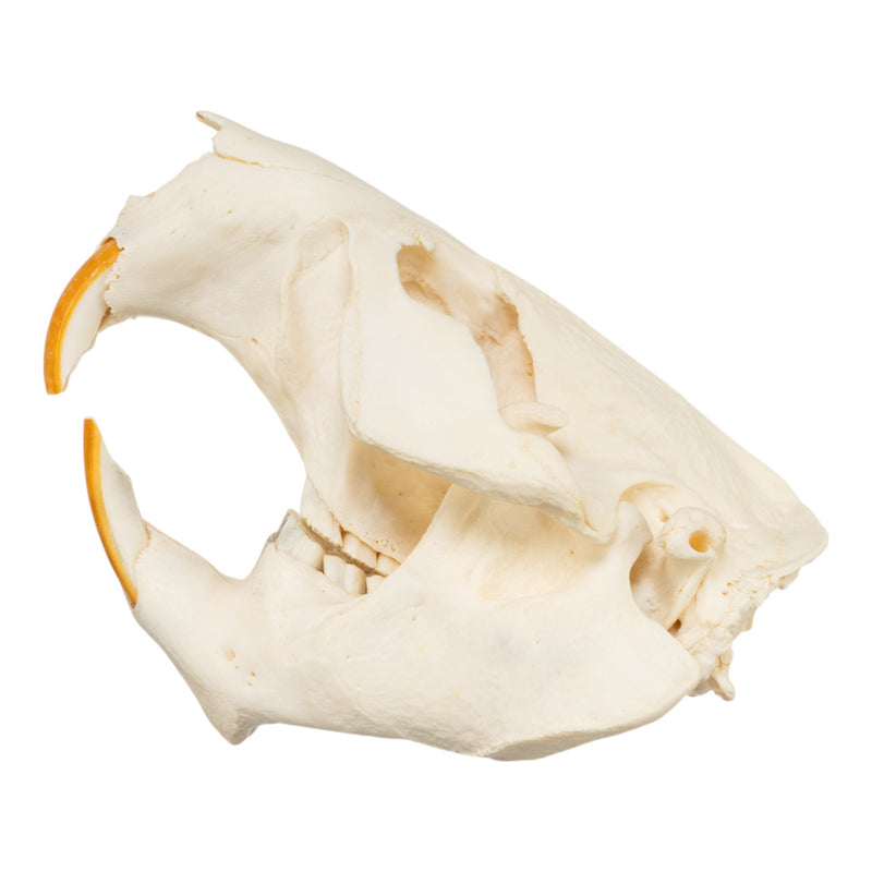 Real American Beaver Skull