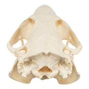 Real American Beaver Skull