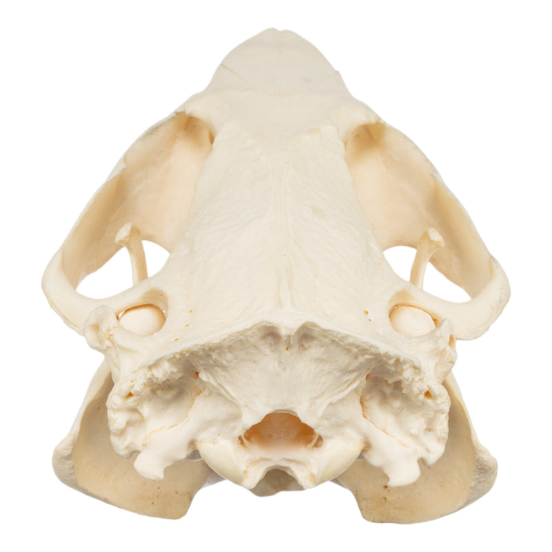 Real American Beaver Skull