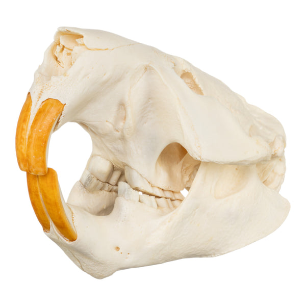 Real American Beaver Skull