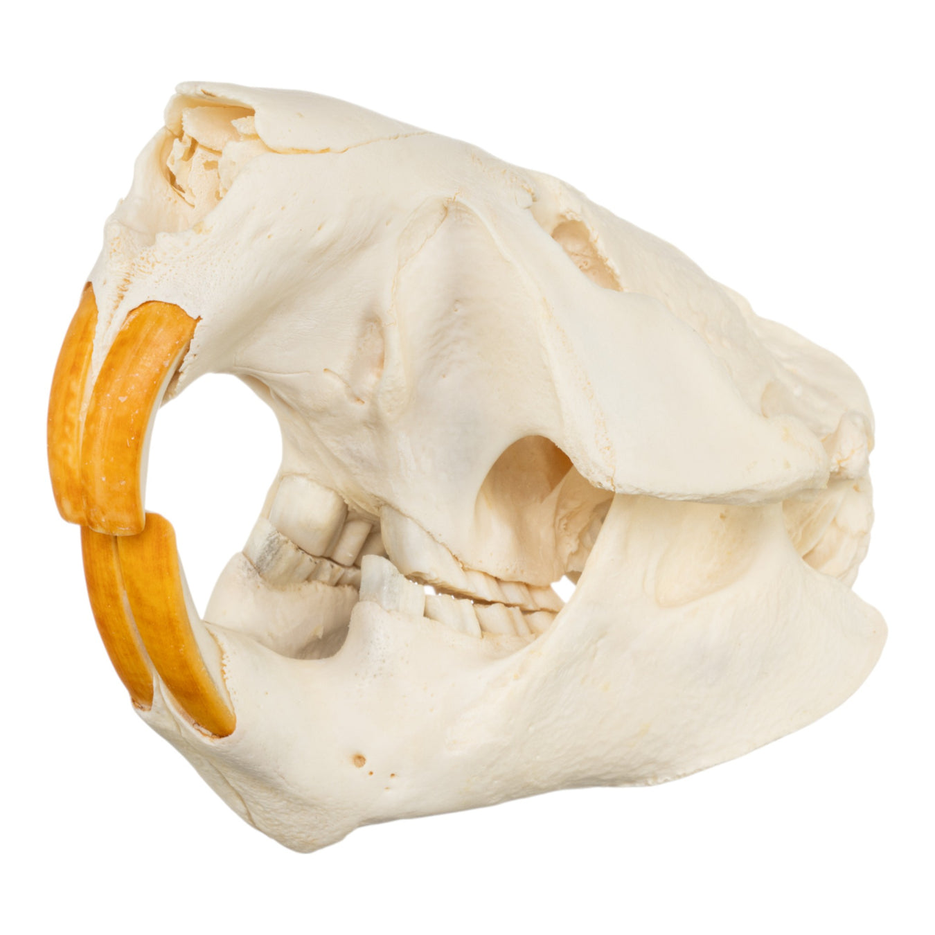 Real Skull and Claw Set