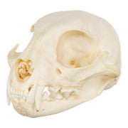 Real Bobcat Skull
