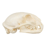 Real Bobcat Skull