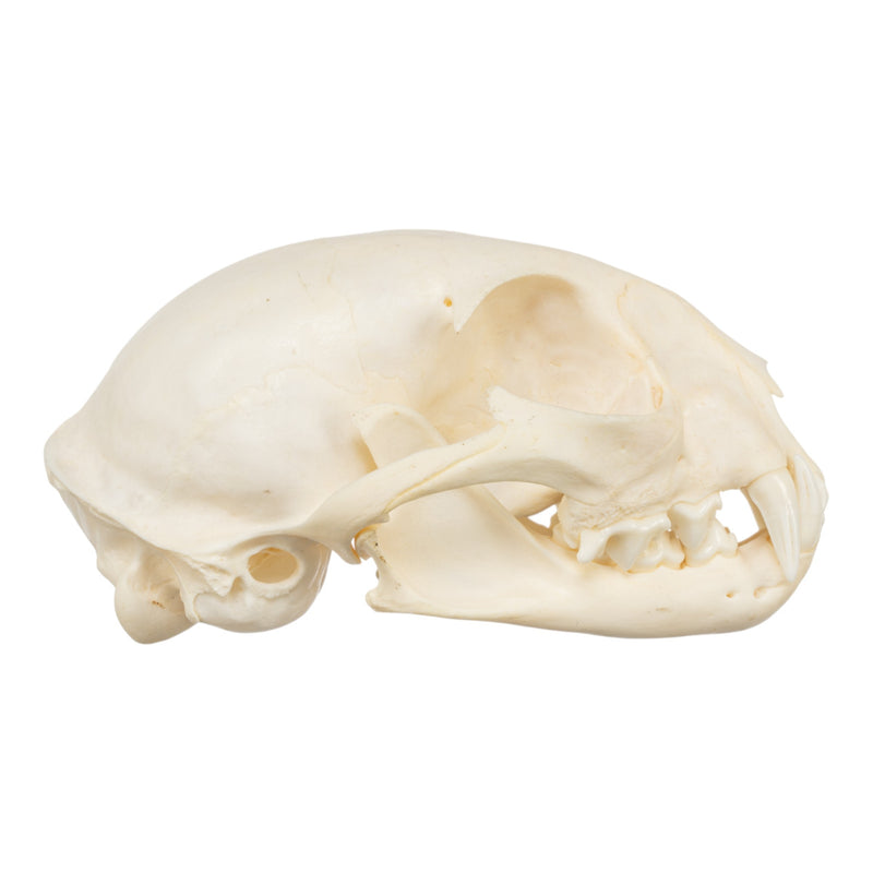 Real Bobcat Skull