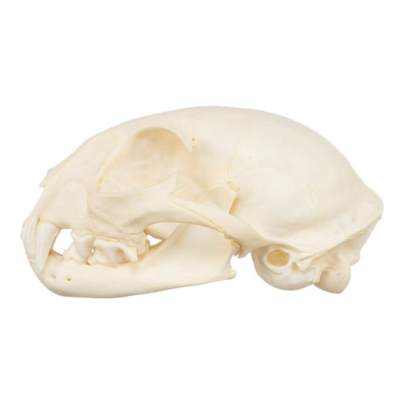 Real Bobcat Skull