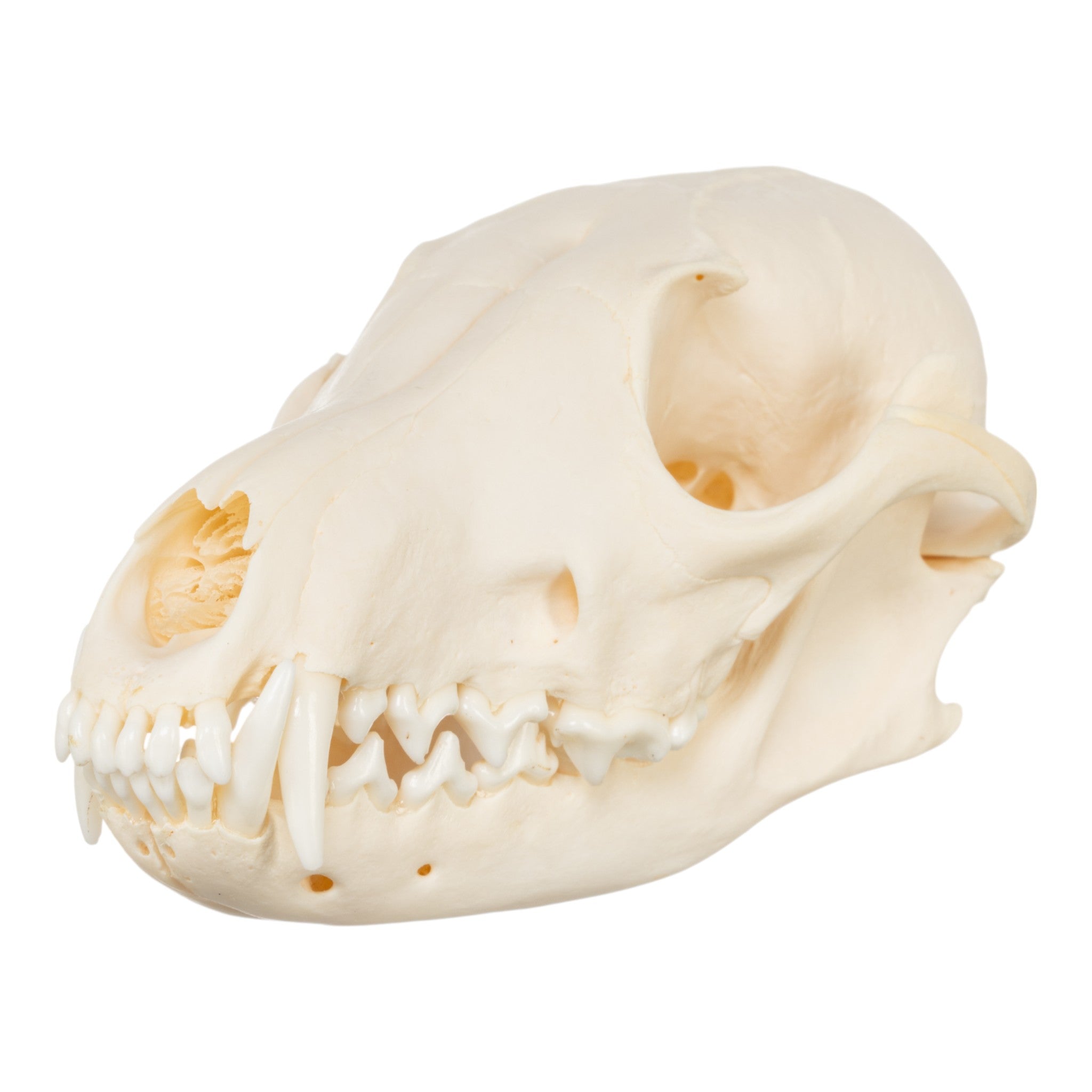 Real Red Fox Skull For Sale — Skulls Unlimited International, Inc.