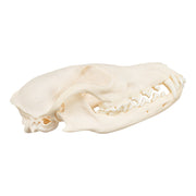 Real Red Fox Skull