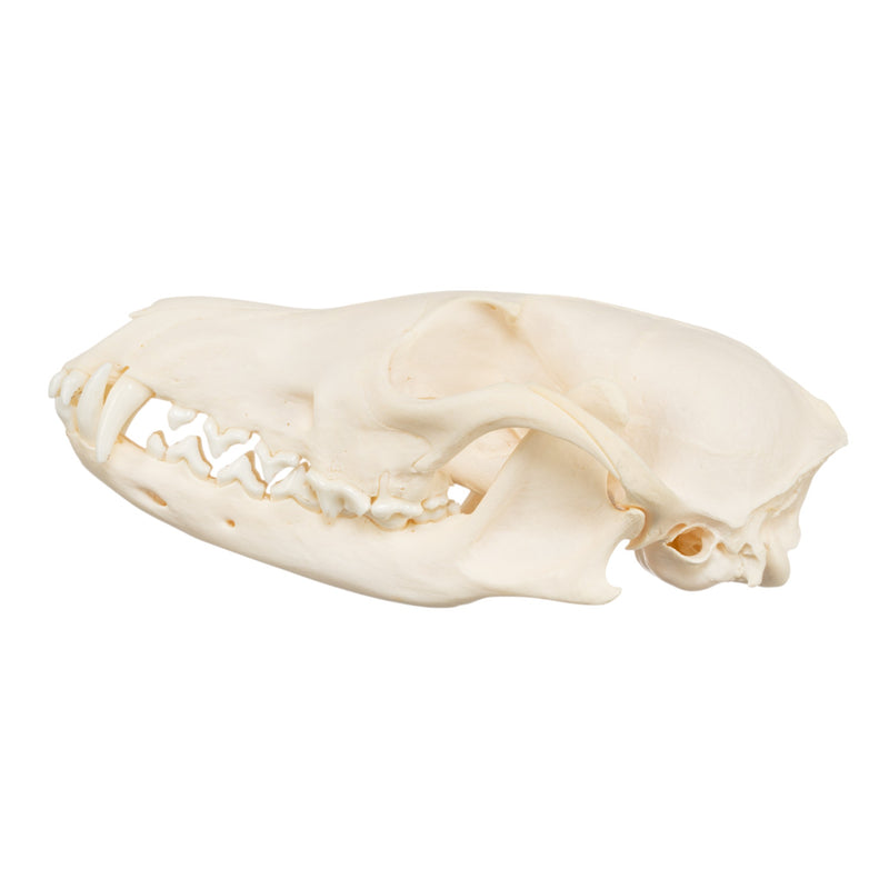 Real Red Fox Skull