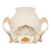 Real Red Fox Skull