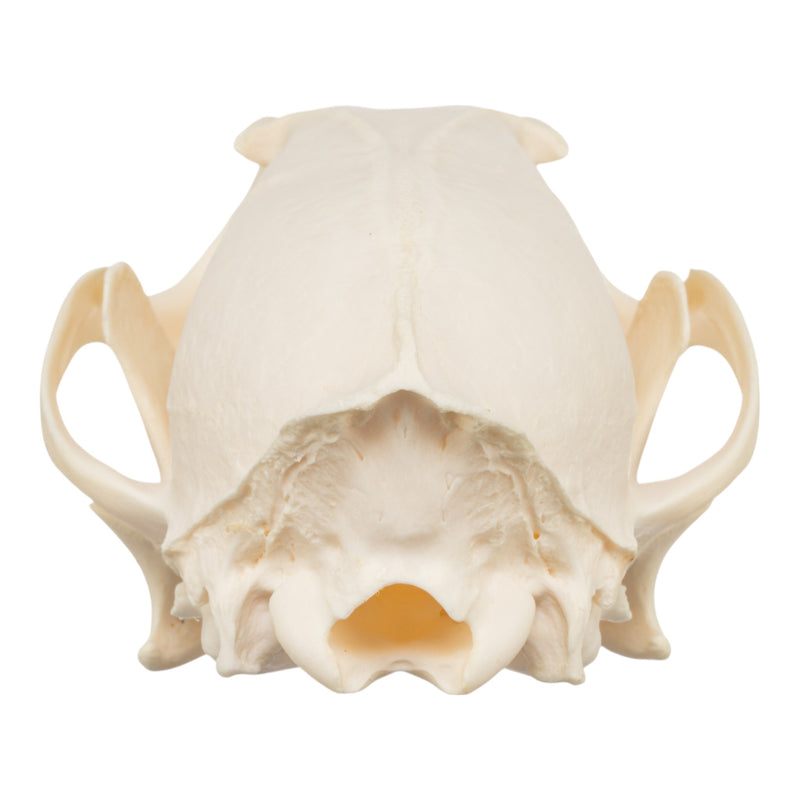 Real Red Fox Skull