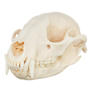 Real Raccoon Skull