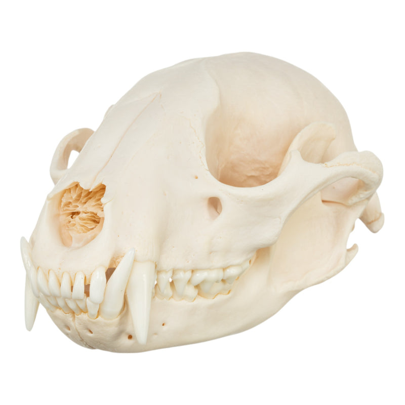 Real Raccoon Skull