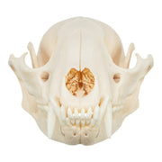 Real Raccoon Skull