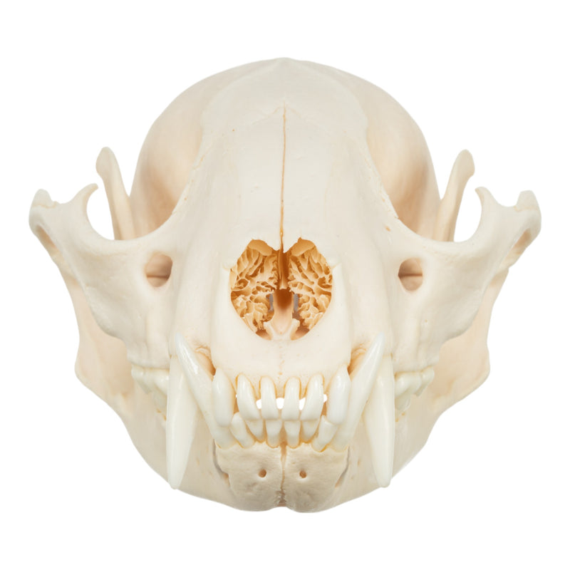 Real Raccoon Skull